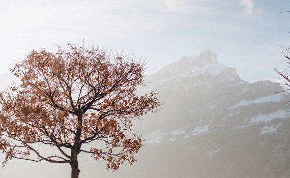 brown bare tree near brown mountain